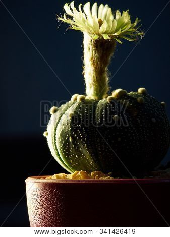 Shooting Little Cactus In The Sunshine Morning