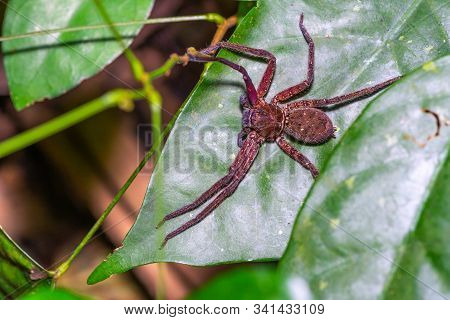 Brown Spider On Green Leaf In Forest