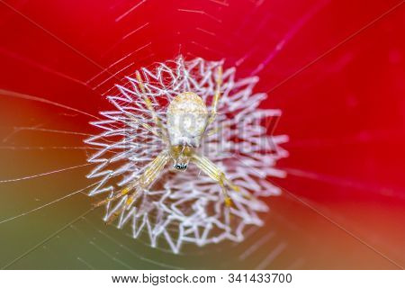 White Spider On Its Beautiful Web With Red Background