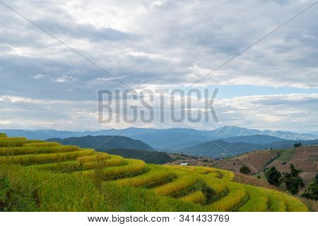 Beautiful Rice Terraces In Pa Bong Piang, The Rural Village In Chiangmai, Thailand