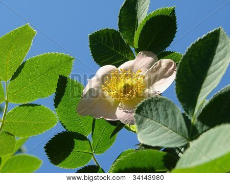 fleur rose sauvage contre le ciel bleu