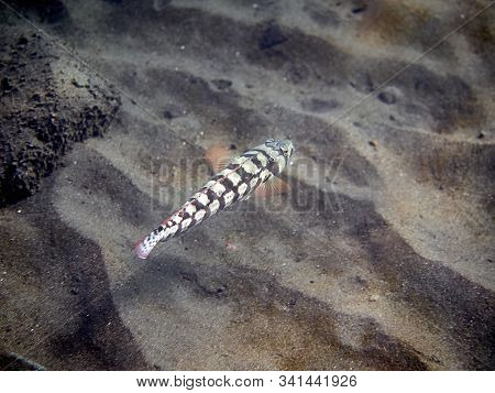 Shooting Reticulated Sandperch At Similan Islands Thailand