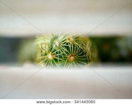 Shooting Little Cactus In The Sunshine Morning