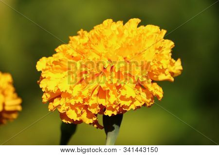 Vintage Background Little Flowers, Nature Beautiful, Toning Design Spring Nature.bright Yellow Merig
