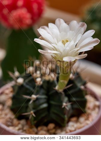 Shooting Little Cactus In The Sunshine Morning