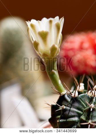 Shooting Little Cactus In The Sunshine Morning
