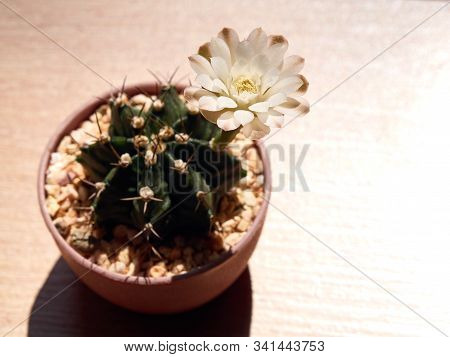 Shooting Little Cactus In The Sunshine Morning