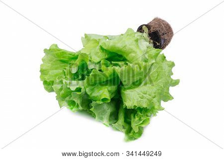Bunch Of Fresh, Green Lettuce, Object Is Isolated, Photo On A White Background