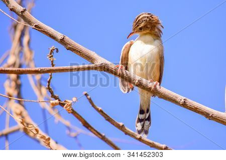 Plain Prinia (prinia Inornata) In The Wild, A Small Bird In A Tree Branch