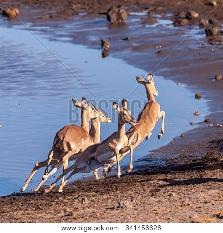 A Group Of Impalas -aepyceros Melampus- Running Nervously Around A Waterhole In Etosha National Park