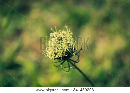 Beautiful Field Flower. Blossom Anthriscus Sylvestris, Known As Cow Parsley, Wild Chervil, Wild Beak