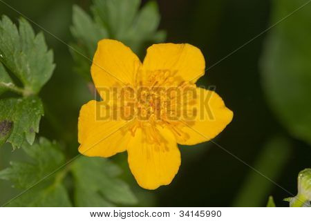 ปิด Caltha Palustris