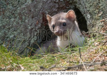 Stone Marten, Martes Foina, With Clear Green Background. Beech Marten, Detail Portrait Of Forest Ani
