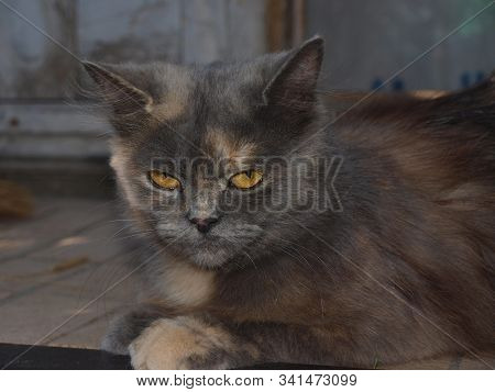 Portrait Of A Domestic Cat Tortoiseshell Color. The Cat Lies On A Wooden Porch Of A Rural House. It 