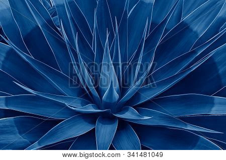 Beautifully Bloomed Agave Leaves Like Lotus Flower. Natural Floral Pattern Agave Plant Succulent Con