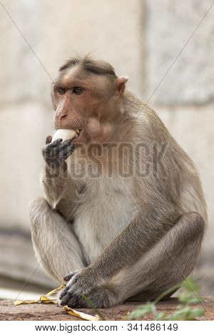 A Rhesus Macaque Or Macaca Mulatta Is Eating Bananas