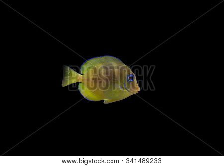 Blue Juvenile Atlantic Tang - (acanthurus Coeruleus)
