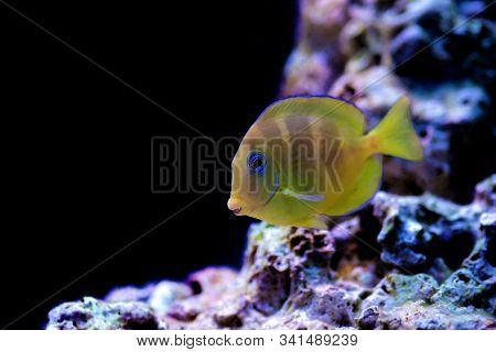 Blue Juvenile Atlantic Tang - (acanthurus Coeruleus)