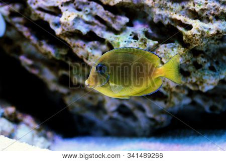 Blue Juvenile Atlantic Tang - (acanthurus Coeruleus)