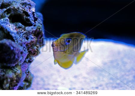 Blue Juvenile Atlantic Tang - (acanthurus Coeruleus)