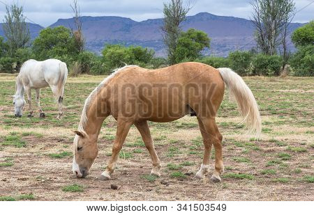 Horses Grazing In Meadow With Palamino In Front Ground