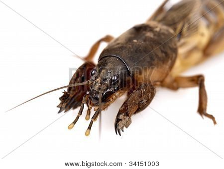 Gryllotalpidae