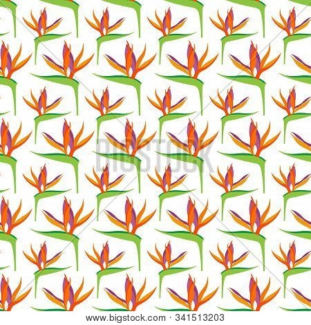Seamless Pattern With Strelitzia Reginae Flowers, For Textiles, Packaging, Backgrounds, Embossing An