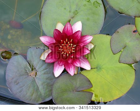 Waterlily Swimming In A Garden Pond. It Has White, Pink And Rose Petals. It Is Surrounded By Green P