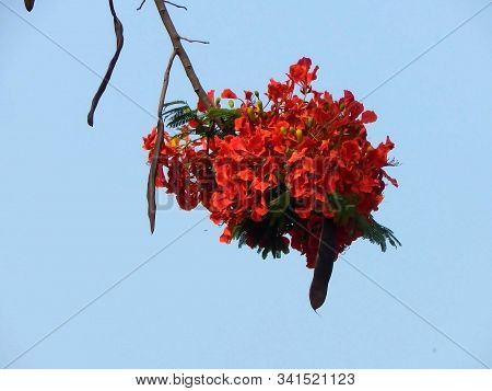 Nice Flower Image, This Image Shows That Nature Is Blooming During Spring. This Is An Indian Flower,