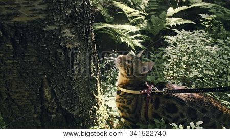One Cat In A City Park. Bengal Wildcat Walk On The Forest In Collar. Asian Jungle Cat Or Swamp Or Re