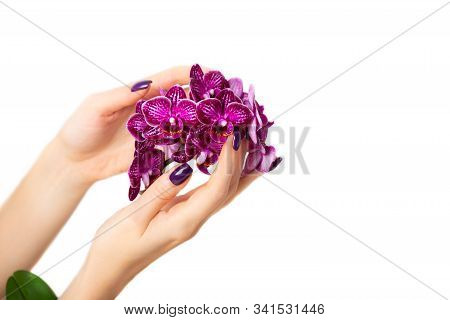 Stylish Trendy Purple Female Manicure. Woman Hands Are Holding Orchid Flowers, Isolated Omage