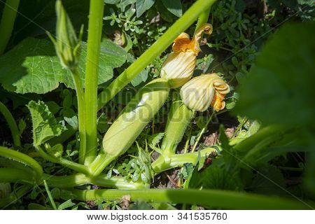 Leaves And Fruit Of Zucchini In Vegetable Garden Under Sun Light. Homegrown Vegetables In Kitchen Ga