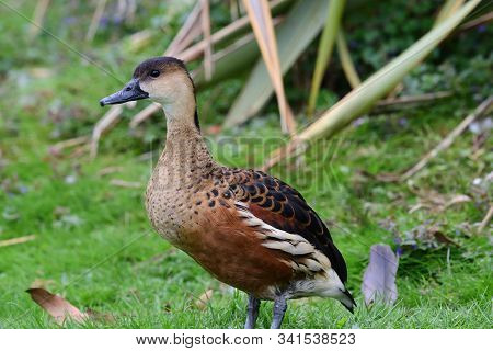 Portrait Of A Wandering Whistling Duck (dendrocygna Arcuata)