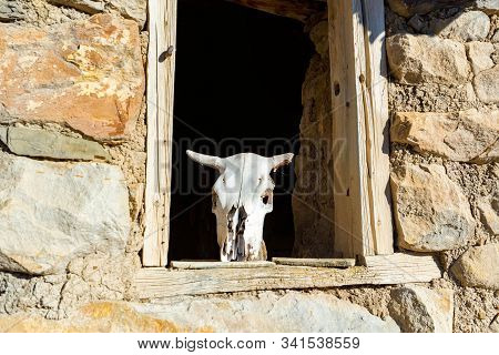 Bull Skull On Old Wooden Windoe In Abandoned Stone House