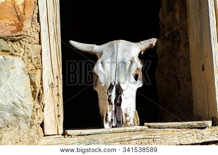 Bull Skull On Old Wooden Windoe In Abandoned Stone House