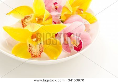Dva druhy orchidejí na desce