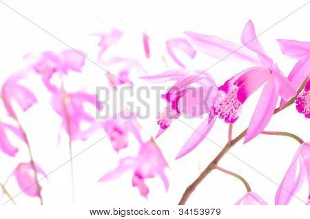 Orientální růžová orchidej