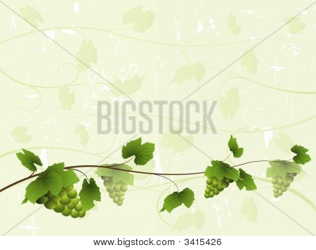 Fondo de vid con racimos de uvas
