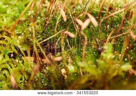 Bryophyta, Macro Shot Of Moss With Drops Of Water