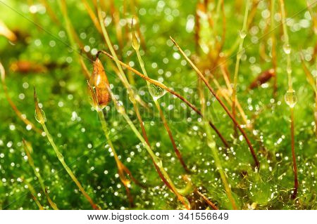 Bryophyta, Macro Shot Of Moss With Drops Of Water