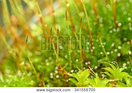 Bryophyta, Macro Shot Of Moss With Drops Of Water