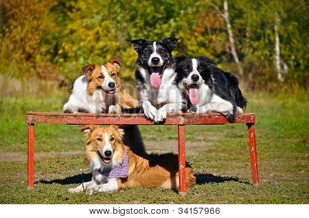 vier Hunde-Border-Collie-PortrÃ¤t