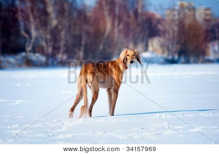Hund Winter PortrÃ¤t