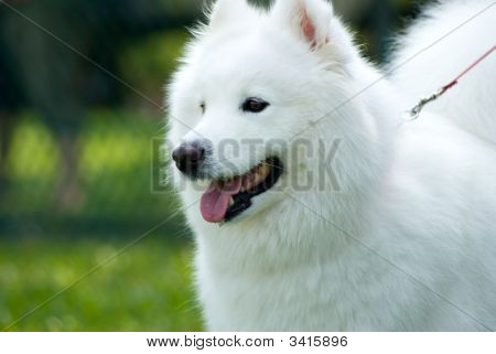 American Eskimo Dog