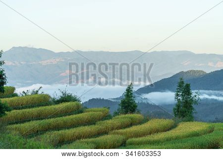 Beautiful Rice Terraces In The Morning With Fog Environment In Pa Bong Piang, The Rural Village In C