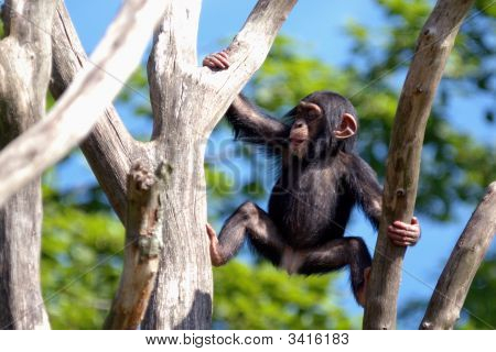 Macaco de escalada