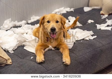 Cheerful Golden Retriever Dog Playing Toilet Papers On Sofa