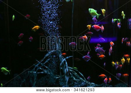 Aquarium With Beautiful Colored Exotic Fish
