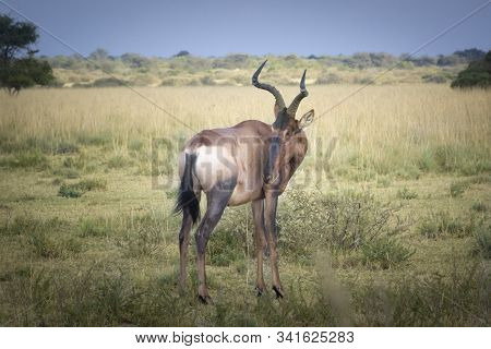 Tsessebe, Topi Or Sassaby, Latin Name: Damaliscus Lunatus, Is One Of Five Subspecies Of African Ante