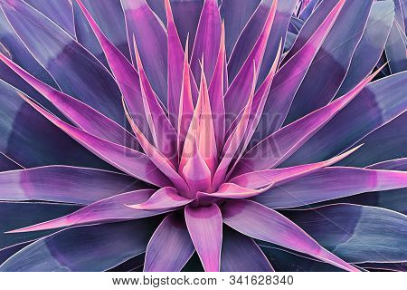 Beautifully Bloomed Agave Leaves Like Lotus Flower. Natural Floral Pattern Agave Plant Succulent Con